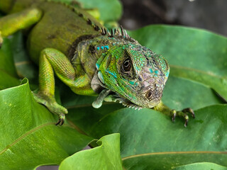A juvenile green iguana walks along a green leafy tree branch, with a natural blur background.