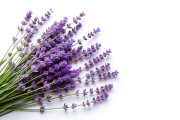 Beautiful fresh lavender flowers on a white background, elegant and minimalist composition