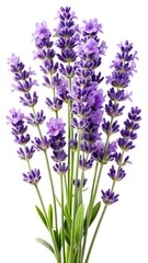 Aromatic lavender bouquet with vibrant purple flowers and verdant green stems on white