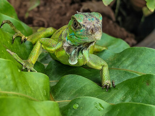 A juvenile green iguana walks along a green leafy tree branch, with a natural blur background.