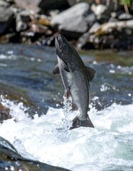 Fototapeta premium Majestic fish leaps triumphantly from rushing river waters, a powerful display of natures resilience. Symbolizes strength, determination, and overcoming obstacles.