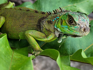 A juvenile green iguana walks along a green leafy tree branch, with a natural blur background.