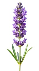 Obraz premium Close up of a vibrant purple lavender flower against white background