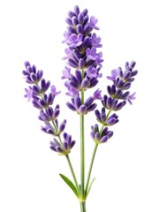 Naklejka premium Beautiful close up of Lavender flower on a white background in detail