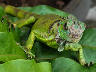 A juvenile green iguana walks along a green leafy tree branch, with a natural blur background.