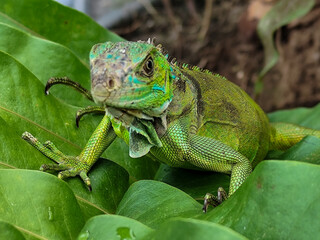 A juvenile green iguana walks along a green leafy tree branch, with a natural blur background.