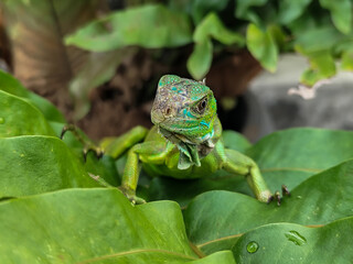 A juvenile green iguana walks along a green leafy tree branch, with a natural blur background.