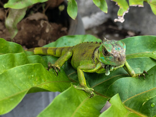 A juvenile green iguana walks along a green leafy tree branch, with a natural blur background.