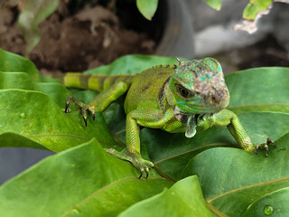 A juvenile green iguana walks along a green leafy tree branch, with a natural blur background.