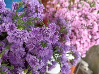 Fototapeta premium purple lilac flowers