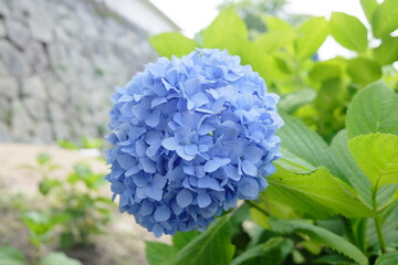 Obraz premium 青の紫陽花と石垣