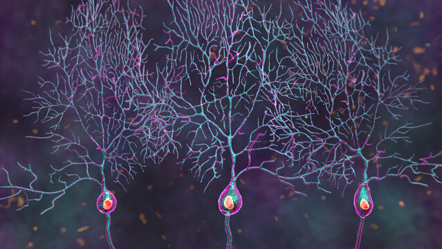 Purkinje neurons, 3D illustration showing large, branching neurons of the cerebellar cortex, involved in motor coordination, and affected in ataxias.