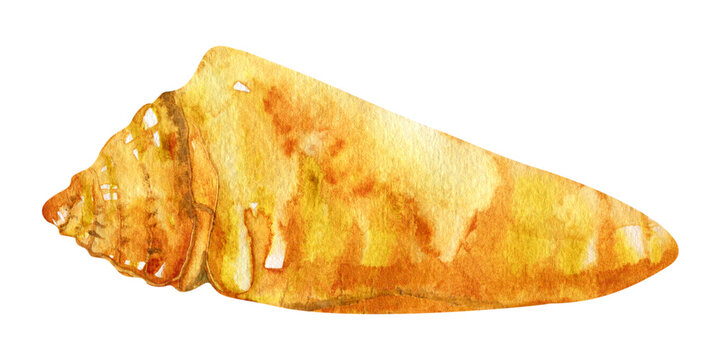 Watercolor Conus magus seashell isolated on white