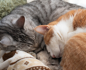 窓辺で眠る二匹の猫