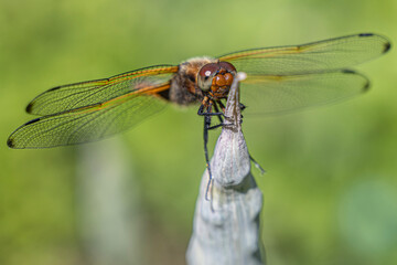 Scarce Chaser ( Libellula fulva) ready for take off