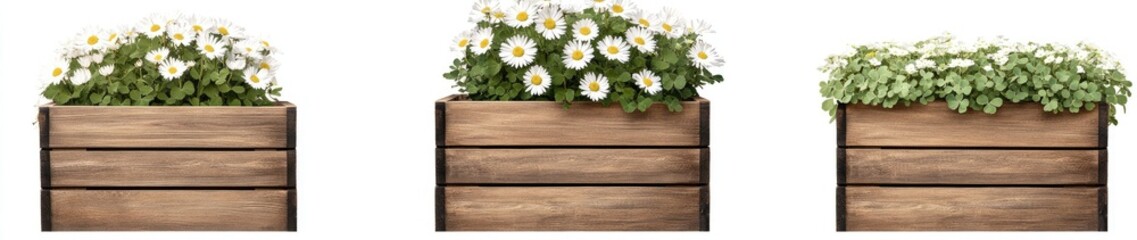 Obraz premium Wooden Planters with White Flowers