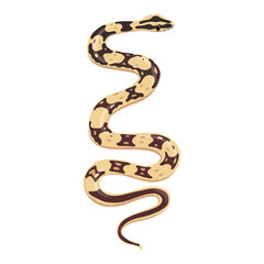 vector drawing snake, Boa constrictor imperator isolated at white background, hand drawn illustration