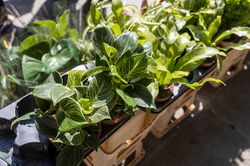 A variety of lush green houseplants are displayed for sale at Columbia Road Flower Market in London, England...