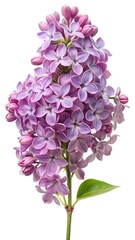 Close up shot of a beautiful purple lilac flower with stem and leaf