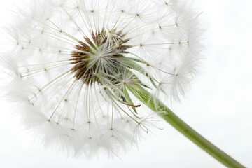 Close-up of dandelion seed head on white background