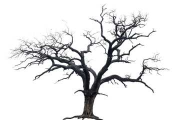 Spooky Dead Tree with Twisted Branches Transparent Background.