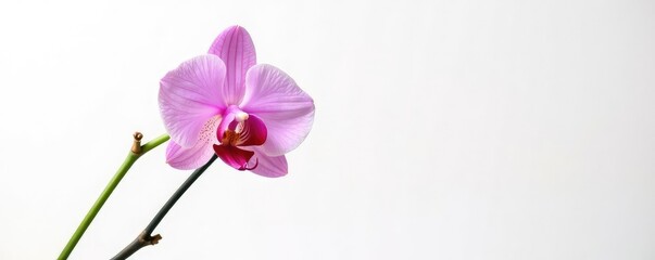 Obraz premium Single orchid stem isolated on white background, horticulture, flower