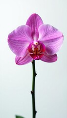 Fototapeta premium Single orchid on white background with water droplets, flower, exotic