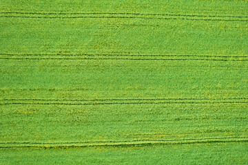 zenithal drone view of agricultural fields in spring, textured background for agriculture concept