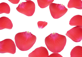 Rose petals falling, floral isolated on transparent background