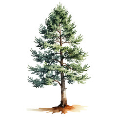 Pine-tree-watercolor-illustration-evergreen-forest-nature-graphic-design-element