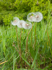 Dandelions with their white, fluffy seed heads, surrounded by green grass.