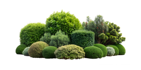  lush green landscape forest shrub and tree, juniper, arborvitae, boxwood, yew, holly, cypress, spruce, pine, cedar, fir, hemlock, and viburnum, isolated on white