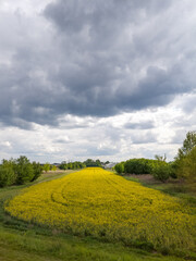 A field of bright yellow rapeseed flowers under a cloudy sky.