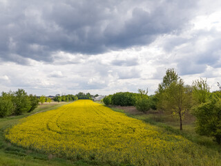 A field of bright yellow rapeseed flowers under a cloudy sky.