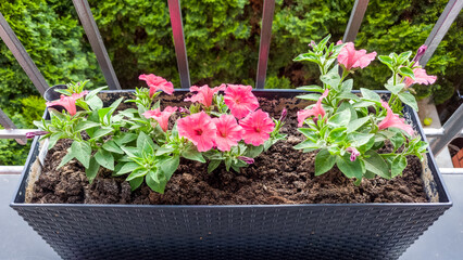 A black rectangular planter filled with soil and several pink petunia flowers with green leaves, set against a background of green trees and a metal railing.