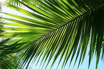 Fototapeta premium Green palm leaf against the sky. Close-up. Tropical plant. Background. Sunny day. Light. Shadow.