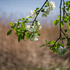 blooming apple tree branch with white flowers .