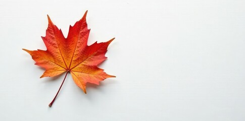 Single maple branch against a clean white surface, wood texture, clean
