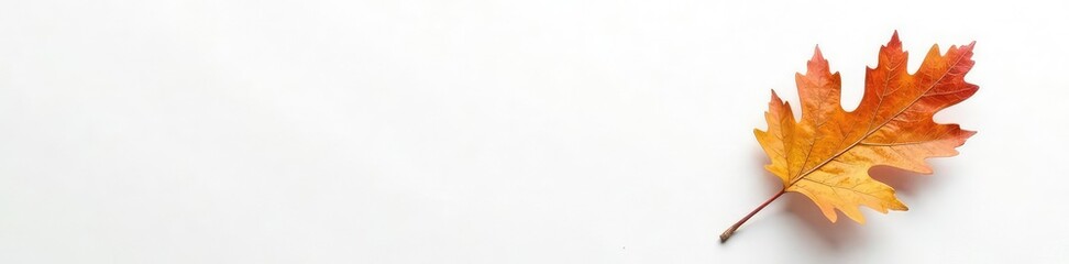 Single oak branch against white textured background, oak, fall, wood