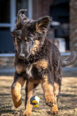 A cheerful Hovawart puppy runs and plays. The dog is having fun