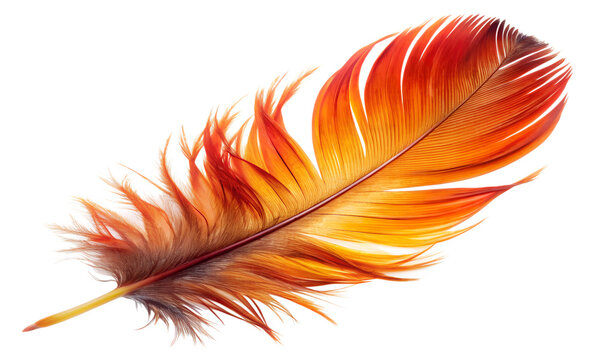 red and white feather of phoenix isolated on white background.  PNG Transparent file type with High Definition  Quality