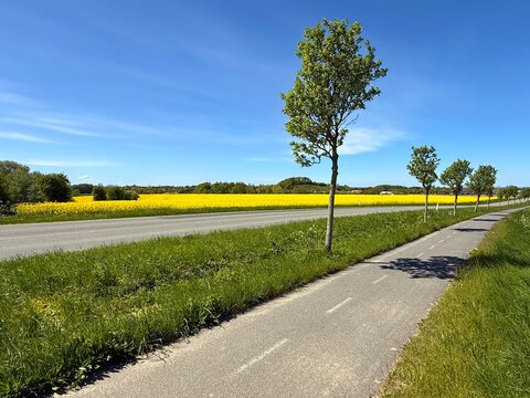 Cycle path along a treelined road and rapeseed fields in late spring, Tranebjerg, Samsoe, Jutland, Denmark