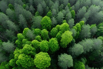 Aerial View of Lush Green Canopy: A Serene Forest Scene