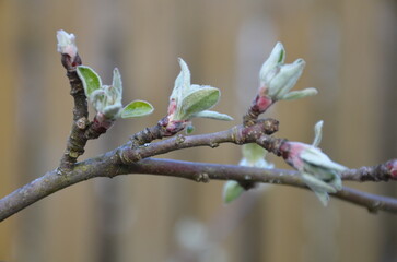 New green leaves on an apple tree branch. Light brown and gray tree branches on which buds with...
