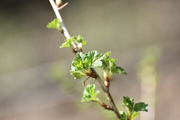 Young gooseberries. Small green berries appeared among the green leaves on the cultivated...