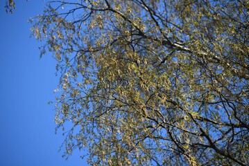 Young foliage on a birch tree. The top of a tall tree against the background of a clear blue sky....