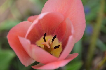 Fototapeta premium Pink tulip bud. A tulip flower has grown and blossomed under the spring sun. It has a large pink bud, red petals with yellow stripes. The bud grows in a flowerbed on a long thin green stem.