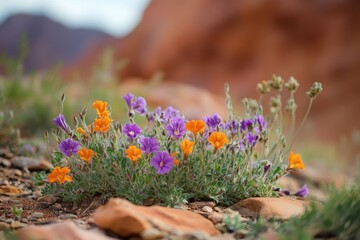 Obraz premium Vibrant wildflowers in a desert landscape. Clusters of orange and purple blossoms amongst rocks and low-growing shrubs, against a backdrop of reddish-tan canyon walls
