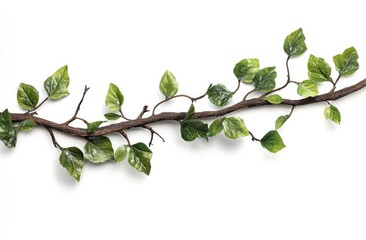 A long, horizontal vine branch with small, vibrant green leaves.  Brown stems and branches, detailed leaf structures.  Isolated against a plain white background