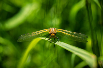 Libelle sitzt auf einem Blatt